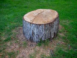 Reliable Mentone, CA Tree Care Solutions