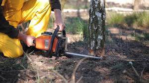 Best Lawn Watering Services  in Mentone, CA