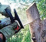 How Our Tree Care Process Works  in  Mentone, CA