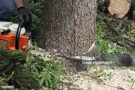 Best Tree Removal  in Mentone, CA