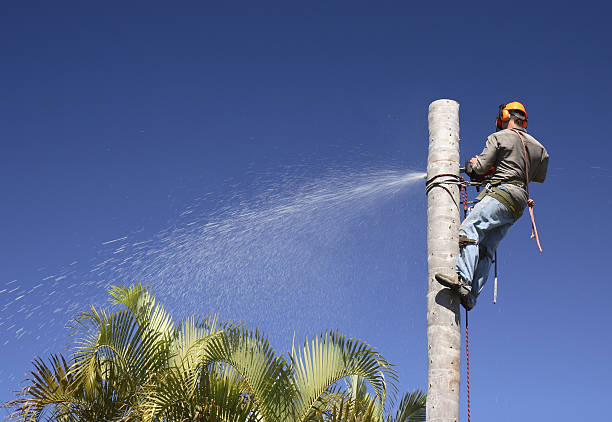 Best Soil Testing and Treatment  in Mentone, CA