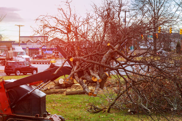 Best Emergency Tree Removal  in Mentone, CA