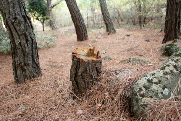 Best Hazardous Tree Removal  in Mentone, CA