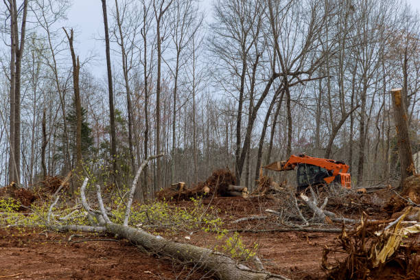 Best Stump Grinding and Removal  in Mentone, CA