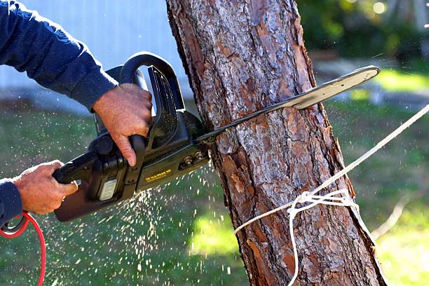 Best Seasonal Cleanup (Spring/Fall)  in Mentone, CA