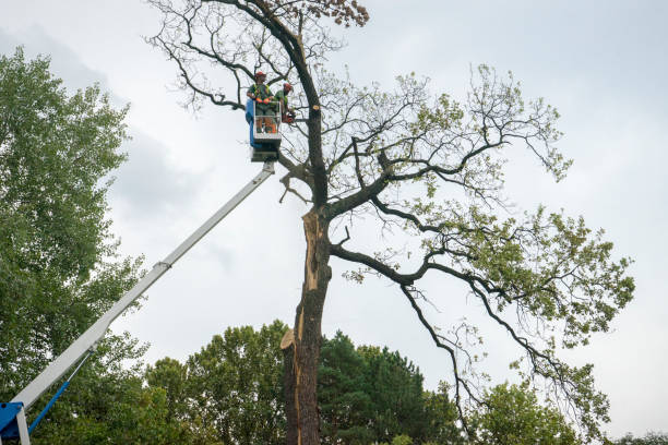 Best Leaf Removal  in Mentone, CA