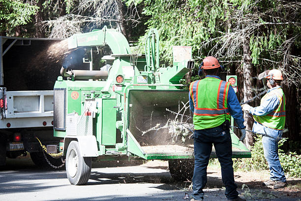 Best Tree Risk Assessment  in Mentone, CA
