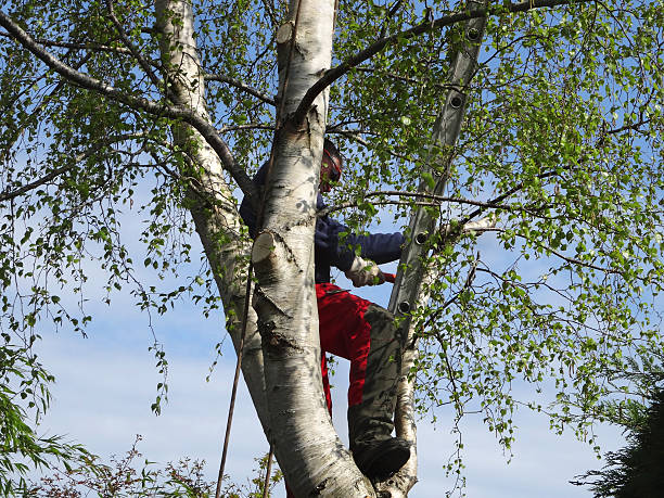 Seasonal Cleanup (Spring/Fall) in Mentone, CA