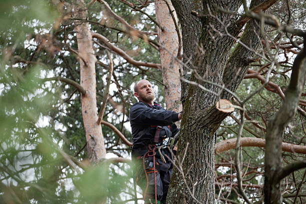 Best Palm Tree Trimming  in Mentone, CA