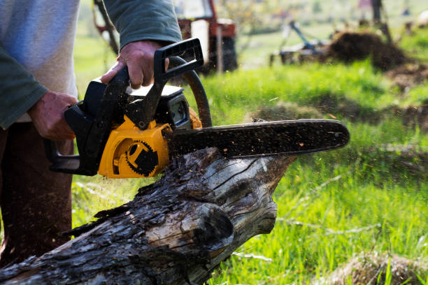 Best Grass Overseeding  in Mentone, CA